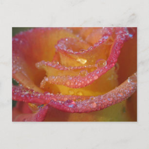 Cartão Postal Rosa