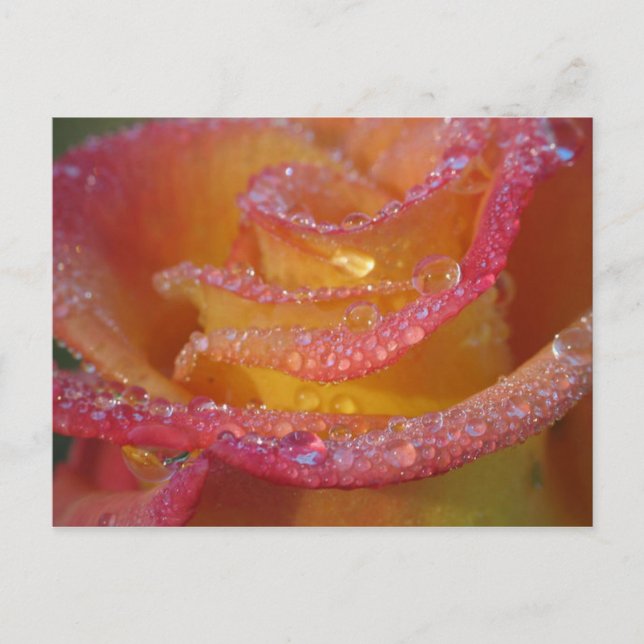 Cartão Postal Rosa (Frente)