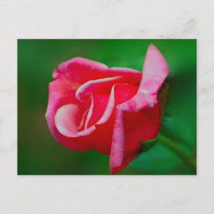 Cartão postal rosa