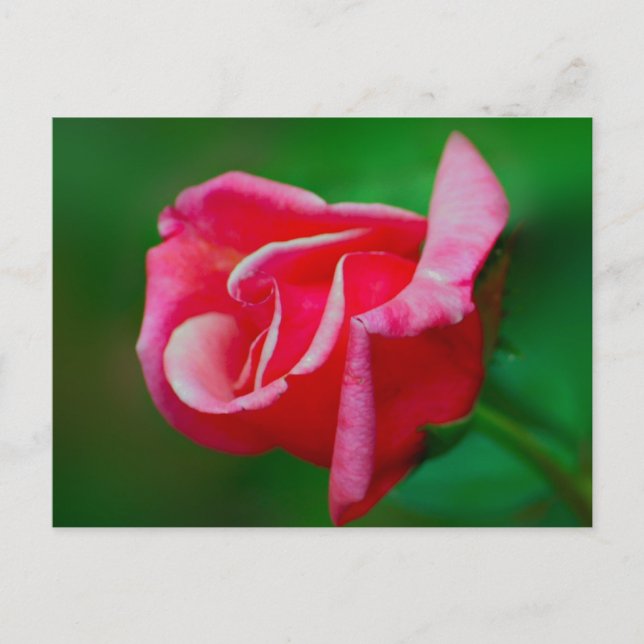 Cartão postal rosa (Frente)
