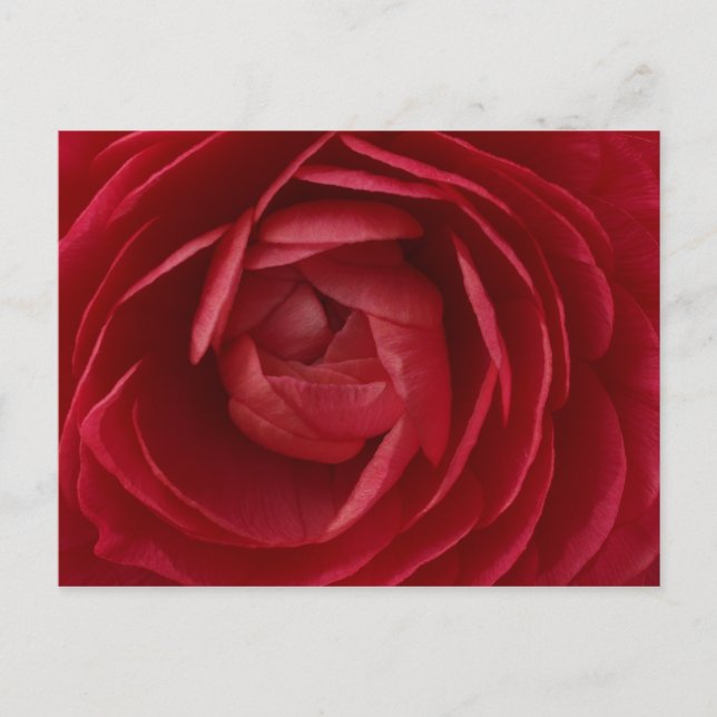 Cartão Postal Rosa (Frente)