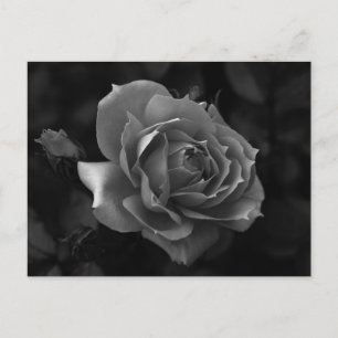 Cartão Postal Rosa