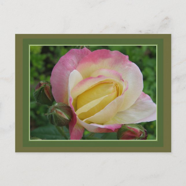 Cartão Postal Rosa (Frente)