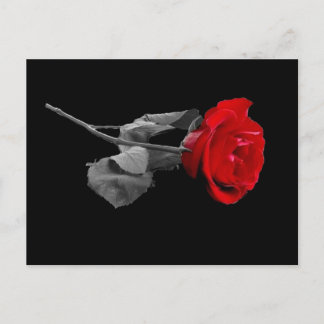 Cartão Postal Rosa