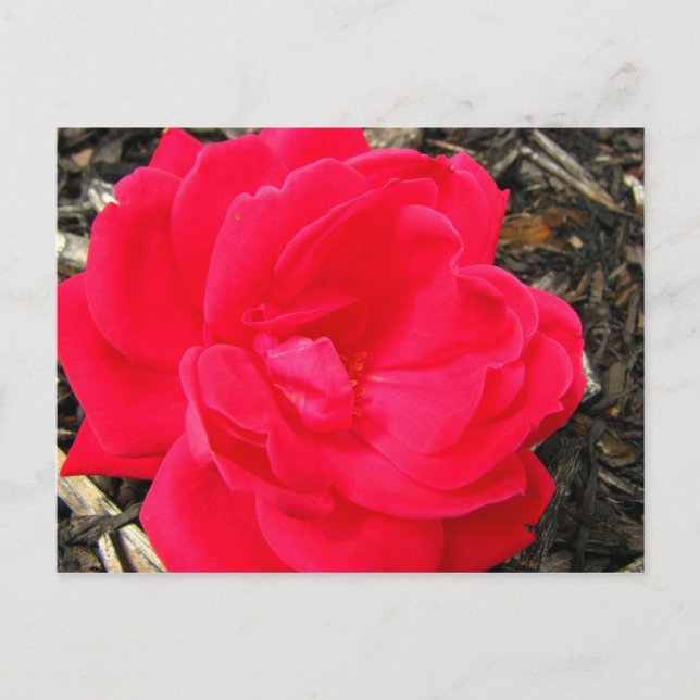 Cartão Postal Rosa (Frente)