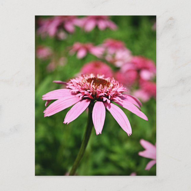 Cartão Postal Rosa (Frente)