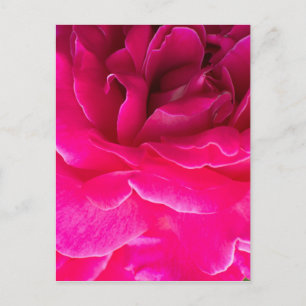Cartão Postal Rosa