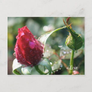 Cartão Postal Rosa