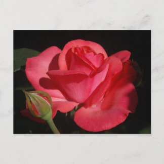 Cartão Postal Rosa5