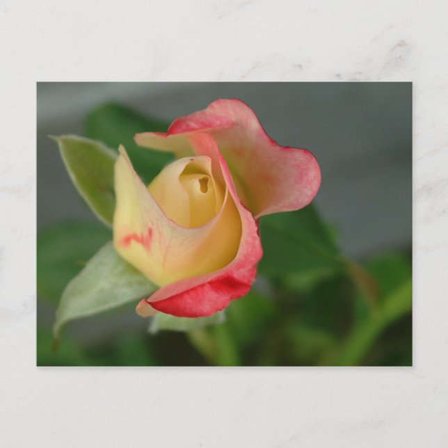 Cartão Postal rosa (2) (Frente)