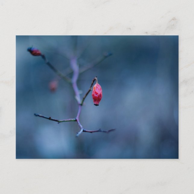 Cartão Postal Rosa a frio (Frente)