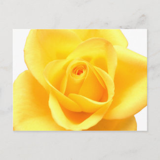 Cartão Postal Rosa amarela