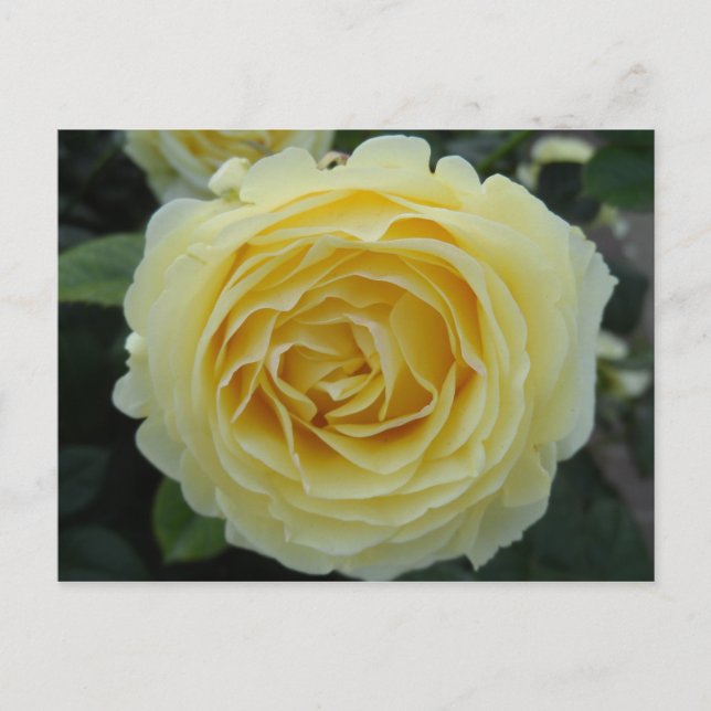 Cartão Postal Rosa Amarela (Frente)
