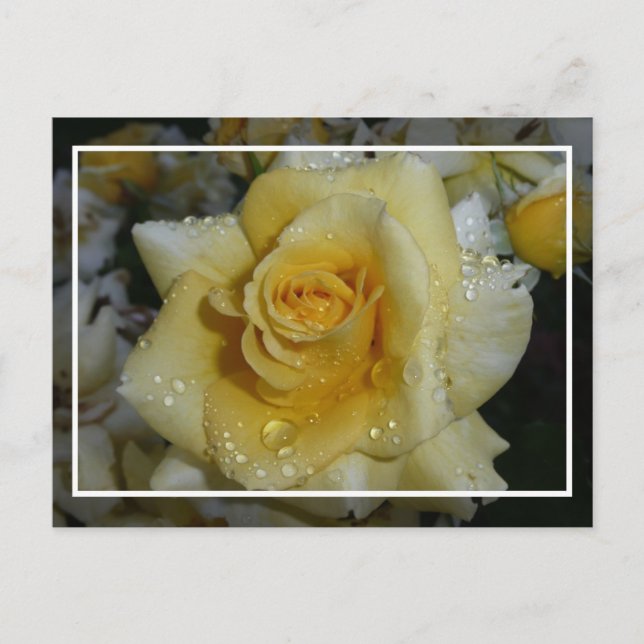 Cartão Postal Rosa Amarela (Frente)