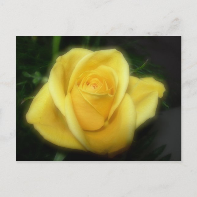 Cartão Postal Rosa Amarela (Frente)