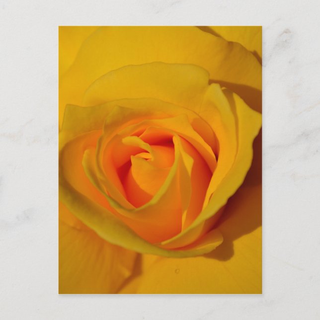 Cartão Postal Rosa Amarela (Frente)