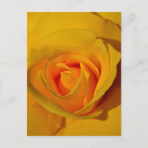 Cartão Postal Rosa Amarela
