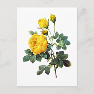 Cartão Postal Rosa Amarela de Pierre Joseph Redoute