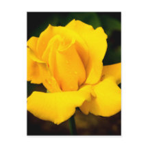 Rosa Amarela - Depois da Chuva