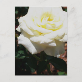 Cartão Postal Rosa Amarela Pálida
