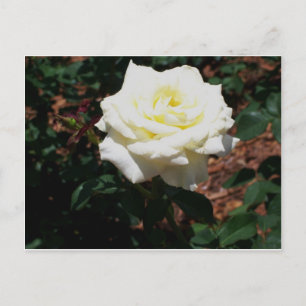 Cartão Postal Rosa Amarela Pálida