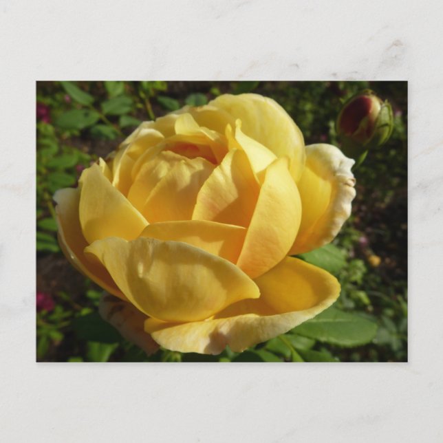 Cartão Postal Rosa amarelo (Frente)