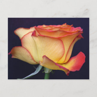 Cartão Postal Rosa Amarelo e Laranja