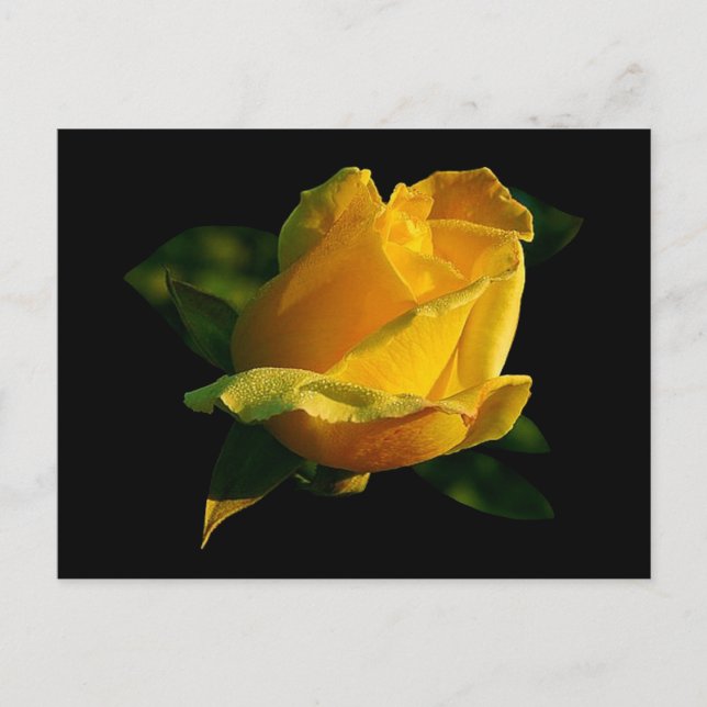Cartão Postal Rosa Amarelo Grande (Frente)