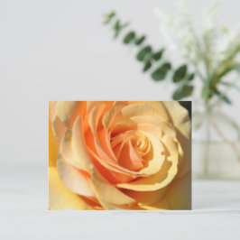 Cartão Postal Rosa Amarelo Pêssego
