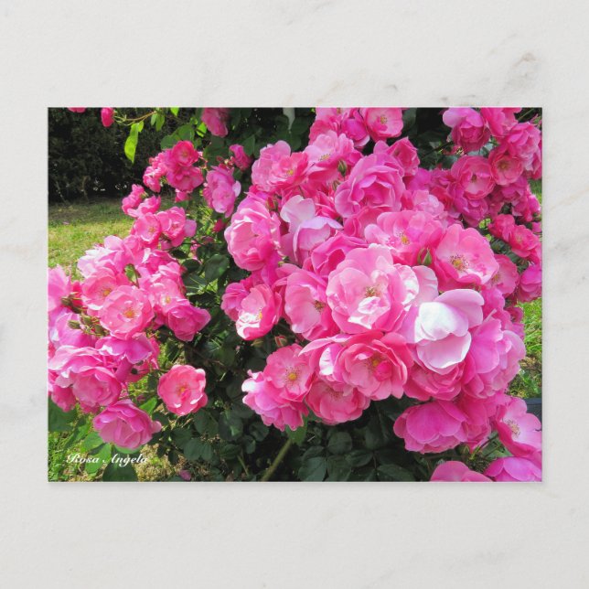 Cartão Postal Rosa Angela［Postcard］ (Frente)