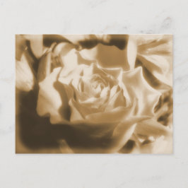 Cartão Postal Rosa antigo