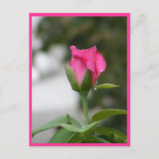 Cartão Postal Rosa após chuva