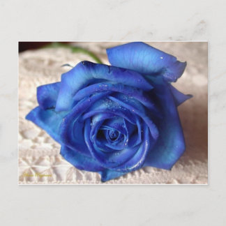 Cartão Postal Rosa azul