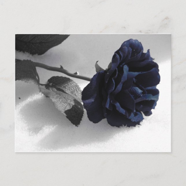 Cartão Postal Rosa azul (Frente)