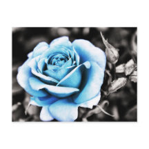 Rosa azul
