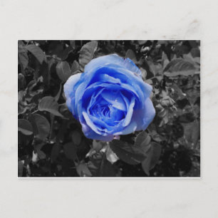 Cartão Postal Rosa azul