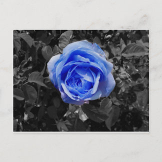 Cartão Postal Rosa azul