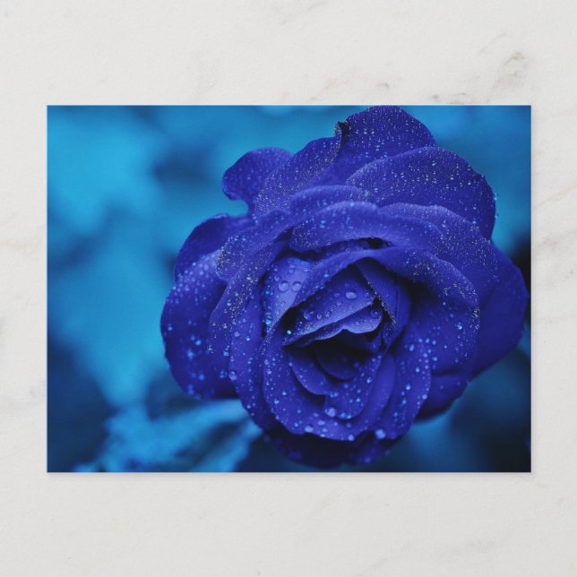 Cartão Postal Rosa azul com gotas de mastigação (Frente)