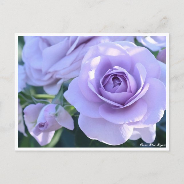 Cartão Postal Rosa Blue Bajou (Frente)