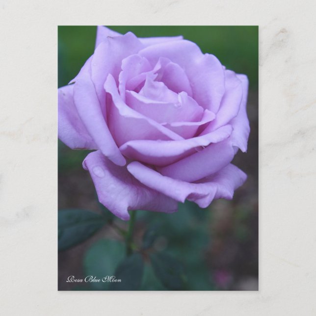 Cartão Postal Rosa Blue Moon [Postcard] (Frente)