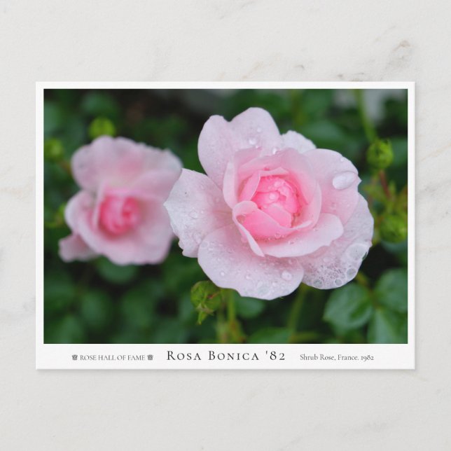Cartão Postal Rosa Bonica '82 (Frente)