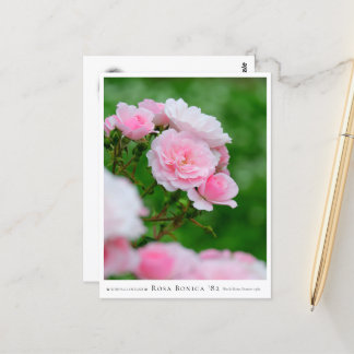 Cartão Postal Rosa Bonica '82