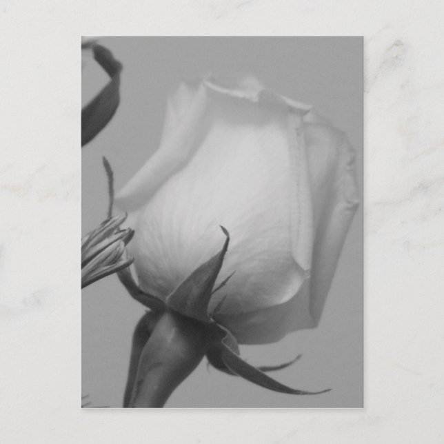 Cartão Postal Rosa bonito (Frente)