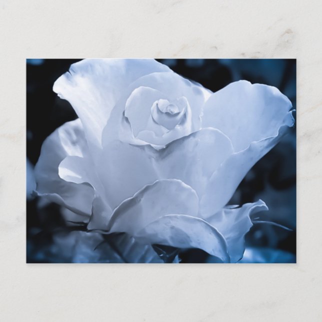 Cartão Postal Rosa branca (Frente)