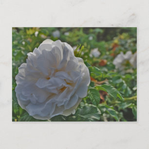 Cartão Postal Rosa branca
