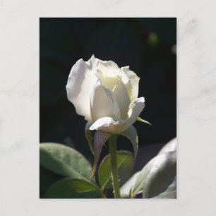 Cartão Postal Rosa branca