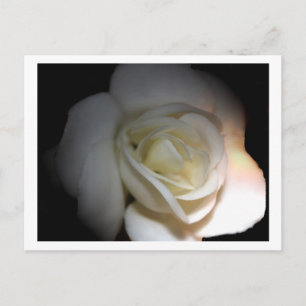 Cartão Postal rosa branca