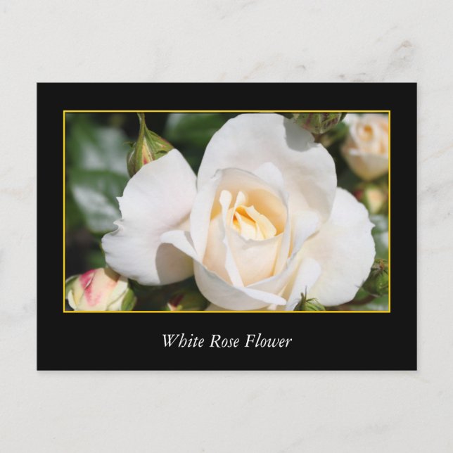 Cartão Postal rosa branca, amor e romance (Frente)