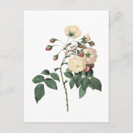 Cartão Postal Rosa Branca Botânica