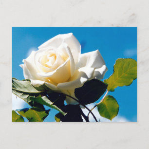 Cartão Postal Rosa branca - Celebrando a Vida